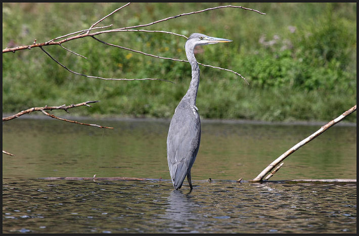 Airone cenerino nel fiume Bisenzio